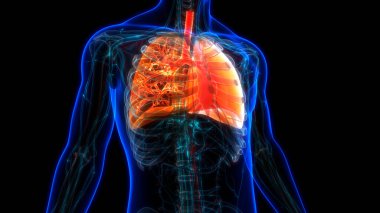 İnsan Solunum Sistemi Akciğerleri Anatomisi. Üç Boyut