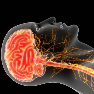İnsan Merkezi Sinir Sistemi Beyin Anatomisi. 3d