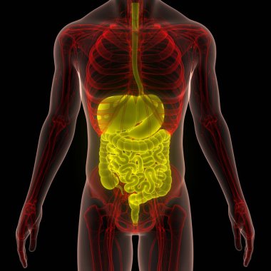 İnsan Sindirim Sistemi Anatomisi. Üç Boyut