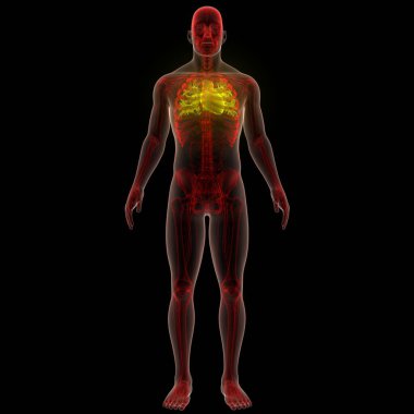 İnsan Dolaşım Sistemi Kalp Anatomisi. Üç Boyut