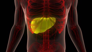 İnsan İç Sindirim Organı Anatomisi. Üç Boyut