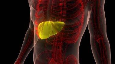 İnsan İç Sindirim Organı Anatomisi. Üç Boyut