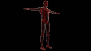 İnsan iskeleti kemik eklemleri anatomisi. Üç Boyut