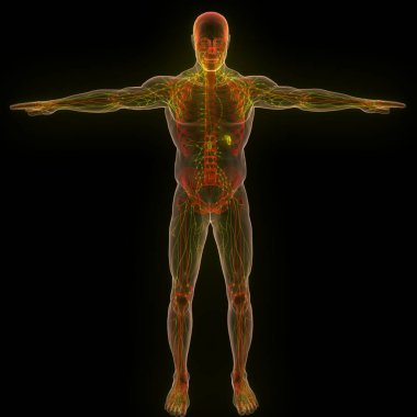 İnsan iç sistemi lenf düğümleri anatomisi. Üç Boyut