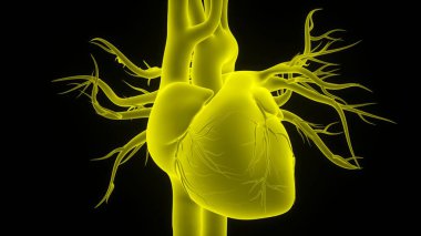 İnsan Dolaşım Sistemi Kalp Anatomisi. Üç Boyut