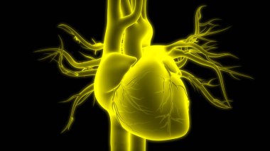 İnsan Dolaşım Sistemi Kalp Anatomisi. Üç Boyut