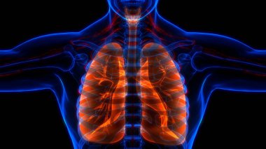 İnsan Solunum Sistemi Akciğerleri Anatomisi. Üç Boyut