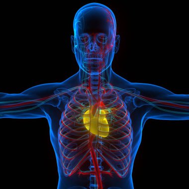 İnsan Dolaşım Sistemi Kalp Anatomisi. Üç Boyut