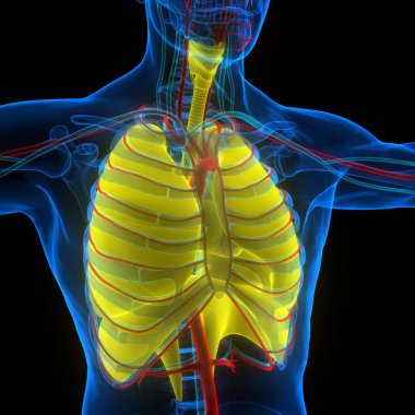 Diyafram anatomisi olan insan solunum sistemi akciğerleri. Üç Boyut