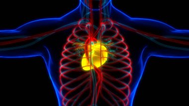 Human Circulatory System Heart Anatomy. 3D clipart