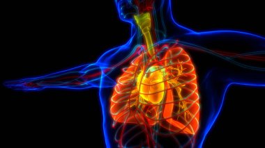 İnsan Solunum Sistemi Akciğerleri Anatomisi. Üç Boyut