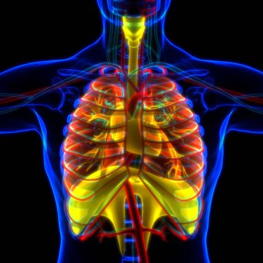 Diyafram anatomisi olan insan solunum sistemi akciğerleri. Üç Boyut