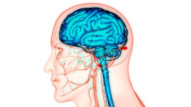 İnsan Merkezi Sinir Sistemi Beyin Anatomisi. 3d