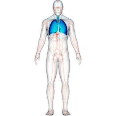 İnsan Solunum Sistemi Akciğerleri Anatomisi. Üç Boyut