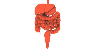 İnsan Sindirim Sistemi Anatomisi. Üç Boyut