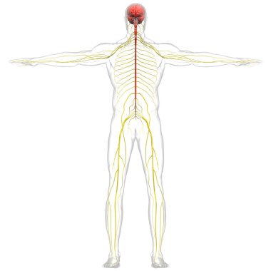 İnsan Merkezi Sinir Sistemi Beyin Anatomisi. 3d
