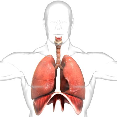 İnsan Solunum Sistemi Akciğerleri Anatomisi. Üç Boyut