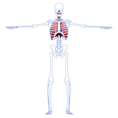 İnsan Solunum Sistemi Akciğerleri Anatomisi. Üç Boyut