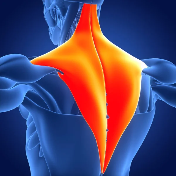 Menschliches Muskelsystem Torso Muskeln Trapezius Muskel Anatomie — Stockfoto