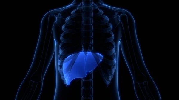 人体内消化器官肝解剖 — 图库照片