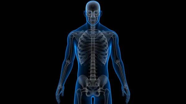 Anatomia Delle Articolazioni Ossee Del Sistema Scheletrico Umano — Foto Stock