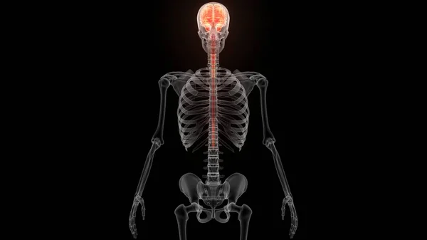 Anatomie Mozku Lidského Centrálního Nervového Systému — Stock fotografie