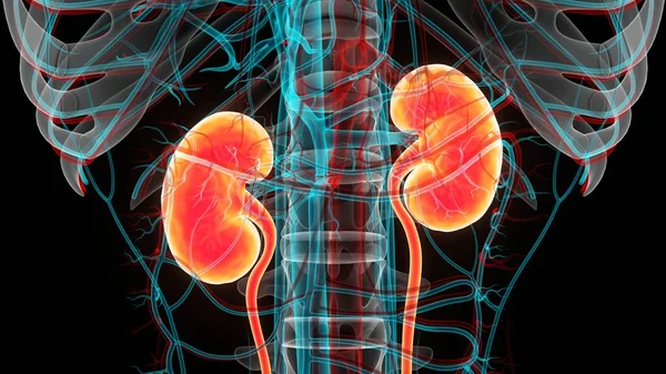 Human Urinary System Kidneys Anatomy — Stock Photo, Image