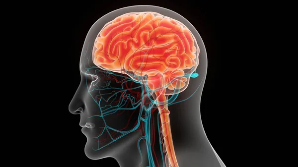 Sistem Saraf Manusia Pusat Otak Anatomi — Stok Foto