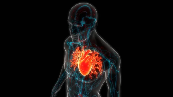 stock image Human Circulatory System Heart Anatomy. 3D