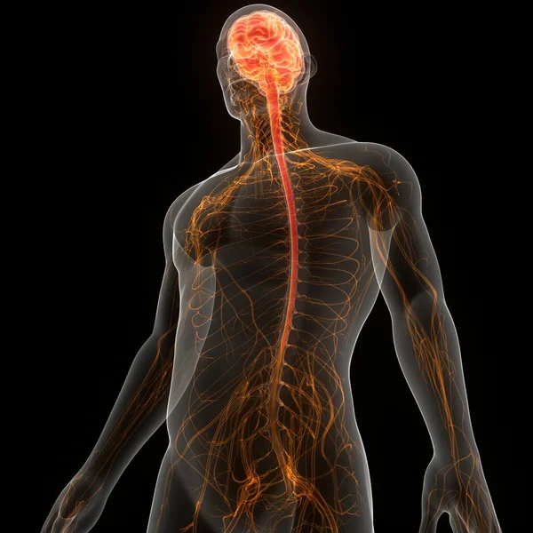 Anatomía Cerebral Del Sistema Nervioso Central Humano — Foto de Stock