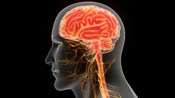 Anatomia Cerebrale Del Sistema Nervoso Centrale Umano — Foto Stock