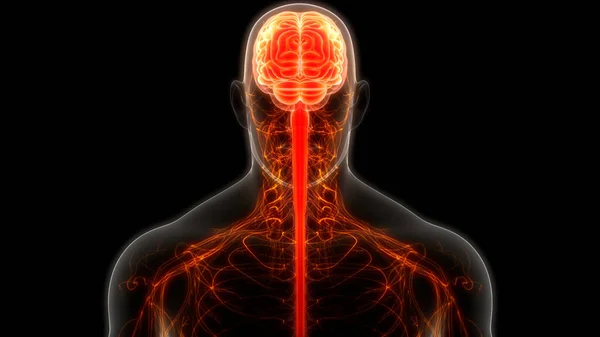 Anatomia Cerebrale Del Sistema Nervoso Centrale Umano — Foto Stock