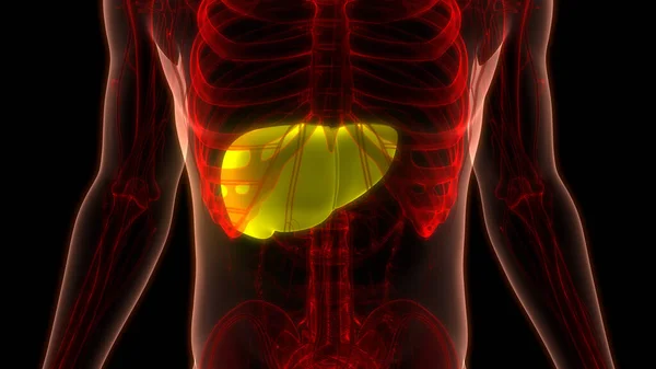 Organe Digestif Interne Humain Anatomie Foie — Photo