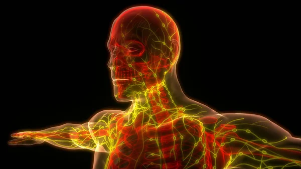 Sistema Interno Humano Anatomia Dos Nódulos Linfáticos — Fotografia de Stock