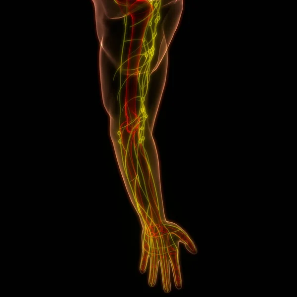 人体内部系统淋巴结节解剖 — 图库照片