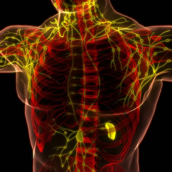 Mänskligt Internt System Lymfknutor Anatomi Tredimensionell — Stockfoto