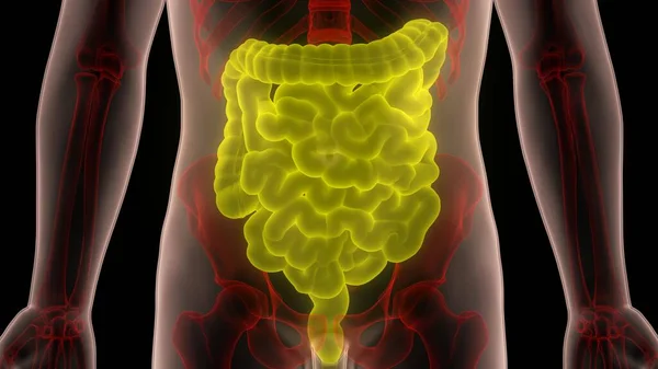 Anatomia Sistemului Digestiv Uman — Fotografie, imagine de stoc