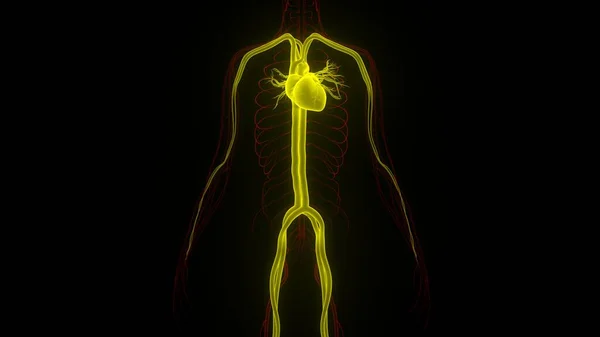 Циркуляційна Система Людини Анатомія Серця Тривимірний — стокове фото