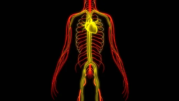 ヒト循環器系心臓解剖学 — ストック写真