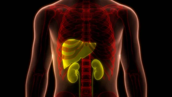 Menselijke Inwendige Organen Lever Met Nieren Anatomie — Stockfoto