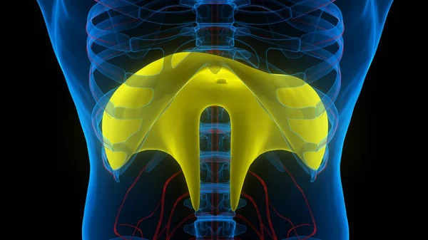 Anatomie Diaphragme Respiratoire Humain — Photo