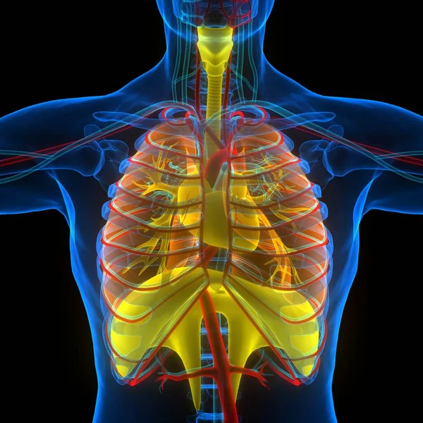 人类呼吸系统隆起与横隔膜解剖 — 图库照片