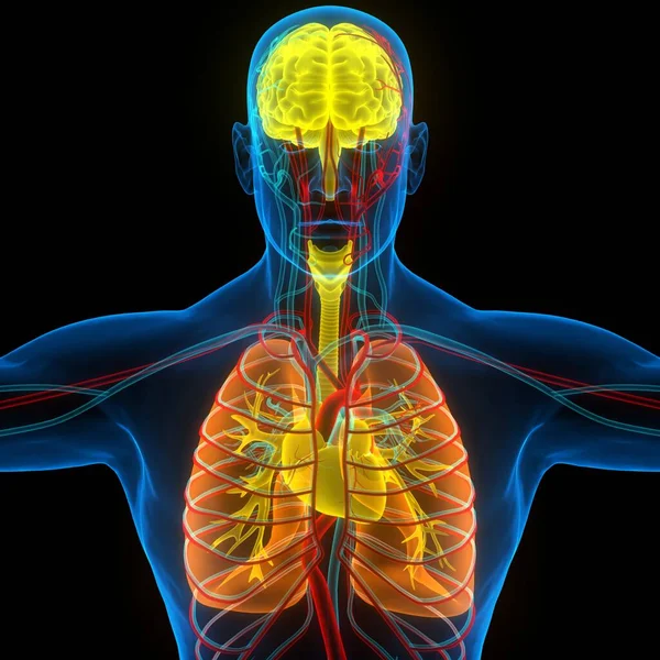 Ludzki Mózg Narządów Wewnętrznych Anatomią Płuc — Zdjęcie stockowe