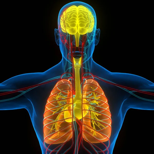 Ludzki Mózg Narządów Wewnętrznych Anatomią Płuc — Zdjęcie stockowe