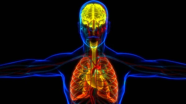 Ανθρώπινος Εσωτερικός Εγκέφαλος Ανατομία Των Πνεύμόνων — Φωτογραφία Αρχείου
