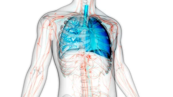人类呼吸系统隆起解剖 — 图库照片