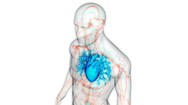 Ανθρώπινη Ανατομία Καρδιάς Κυκλοφοριακού Συστήματος — Φωτογραφία Αρχείου