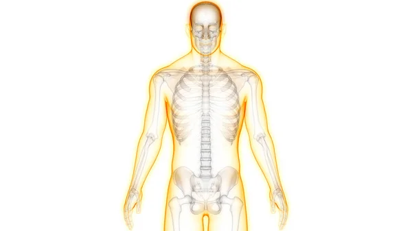 Sistema Esqueleto Humano Ossos Articula Anatomia — Fotografia de Stock