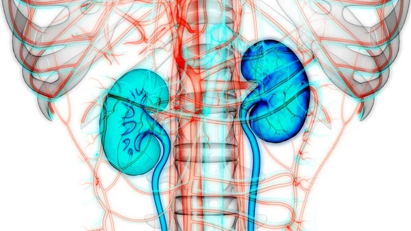 Njurar Med Urinblåsa Anatomi Tredimensionell — Stockfoto
