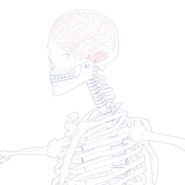 해부학 Brain Anatomy 신경계의 일종이다 — 스톡 사진